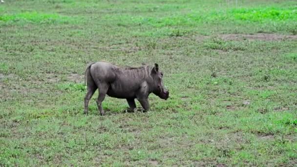 Grazende warthog in savannah — Stockvideo