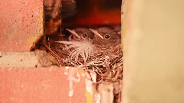 Redstart ή Phoenicurus ochruros φωλιά με νεοσσούς — Αρχείο Βίντεο