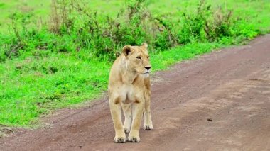 Dişi aslan veya Panthera leo yolda