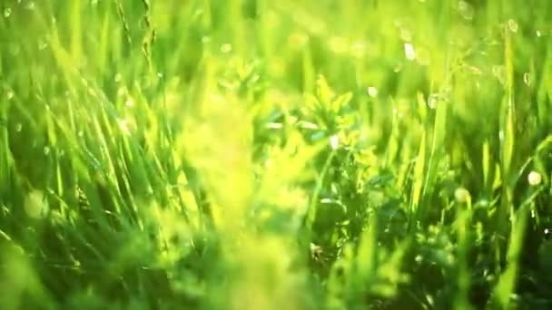 Зеленая трава и капли утренней росы — стоковое видео
