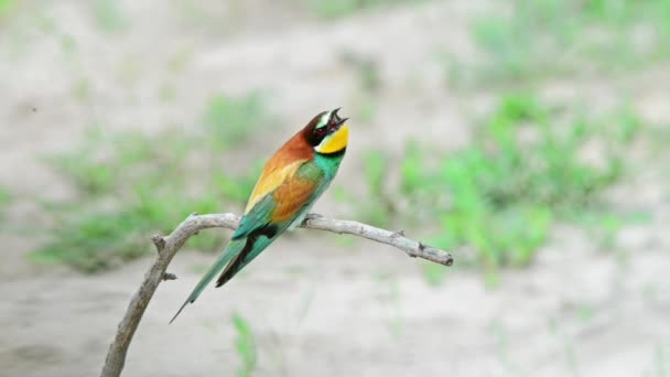 Apicultor europeo o Merops apiaster — Vídeos de Stock