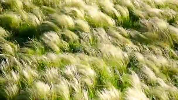 Silver feather grass swaying in wind at sunrise — Stock Video