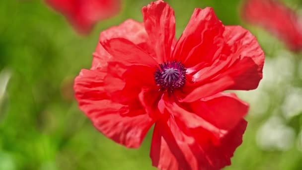 Wilder Mohn in voller Blüte — Stockvideo