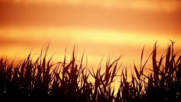 Close-up of the reed silhouettes in the wind — Stock Video