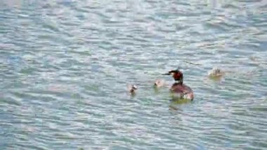 Büyük tepeli batağan veya Podiceps cristatus