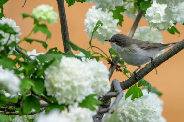 Daha az beyaz boğaz ya da Sylvia Curruca doğada