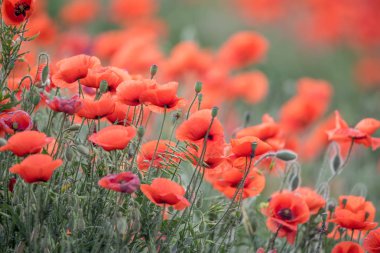 Vahşi haşhaş alanla bahar