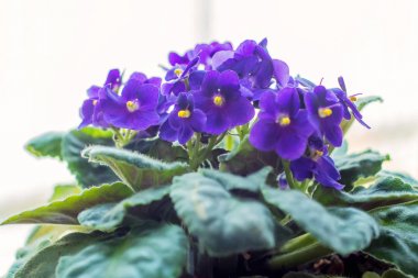 Saksı ile menekşeler