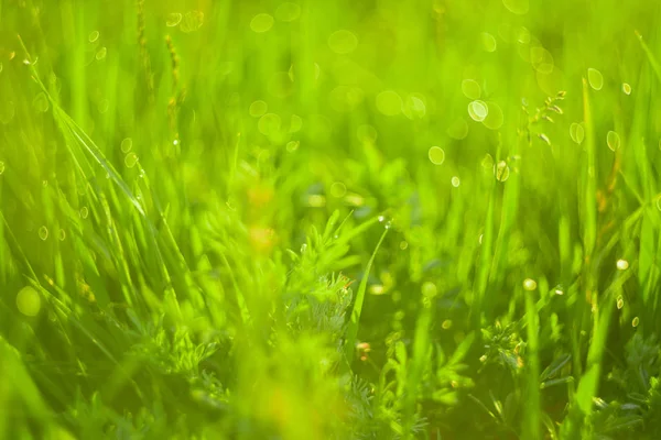 Grama verde e gotas de orvalho da manhã — Fotografia de Stock