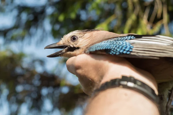 Ornitologo esamina l'uccello catturato — Foto Stock