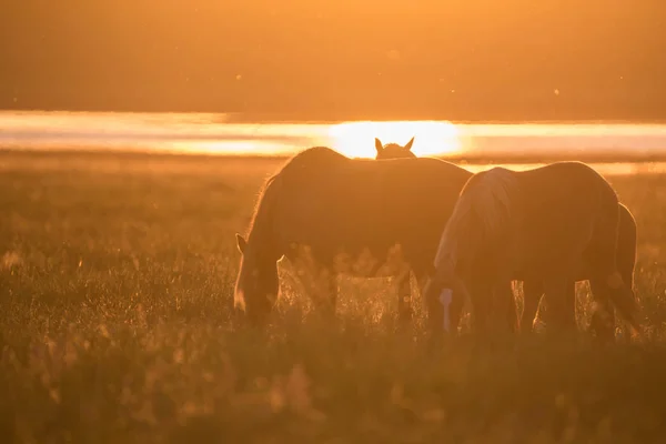 Caballos salvajes pastando en el prado de verano al atardecer — Foto de Stock