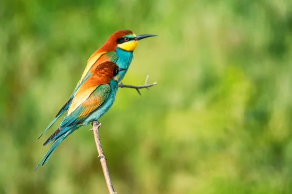 Pair of exotic colorful tropical birds bee-eaters — Stock Photo, Image