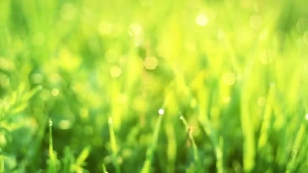 Зеленая трава и капли утренней росы — стоковое видео
