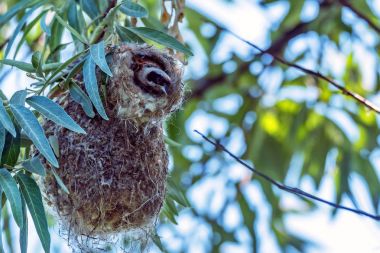 Avrasya çulha veya Remiz pendulinus