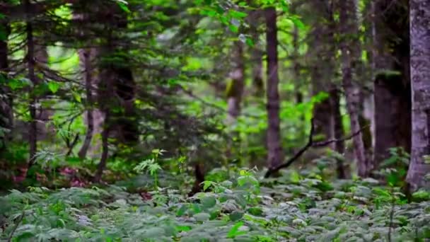 Zöld erdőben bozót nyáron festői panoráma — Stock videók