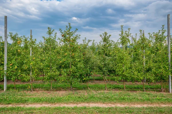 Jardín de manzanas con fruta madura — Foto de Stock