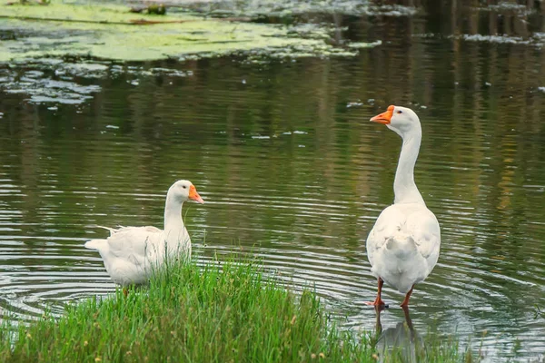 Pair of domestic geese on traditional farm — Stock Photo, Image
