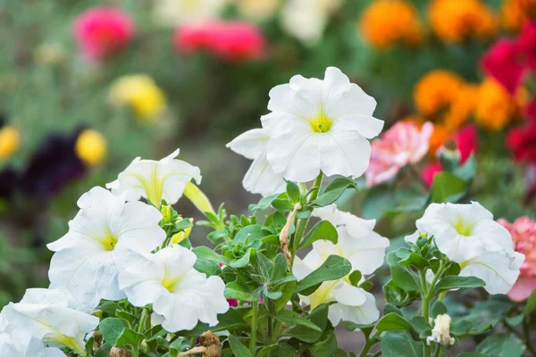 Bahçede petunya çiçekleri açar.