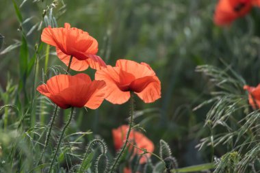 Vahşi haşhaş alanla bahar