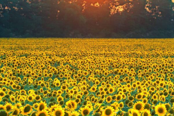 Поле подсолнухов на закате
