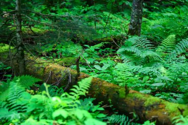 Doğal yeşil orman ağaçlarına yaz panoraması