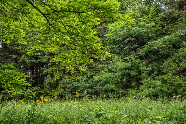 Panorama panoramique de broussailles verdoyantes en été — Photo