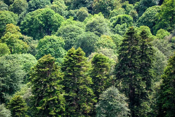 Paisagem cênica com floresta de montanha — Fotografia de Stock