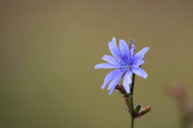 Yaygın chikory veya Cichorium intybus