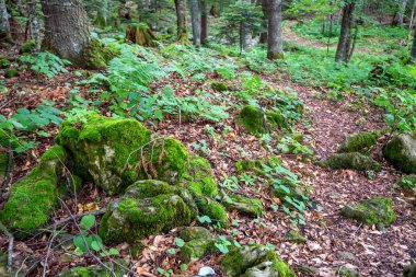 Doğal yeşil orman ağaçlarına yaz panoraması