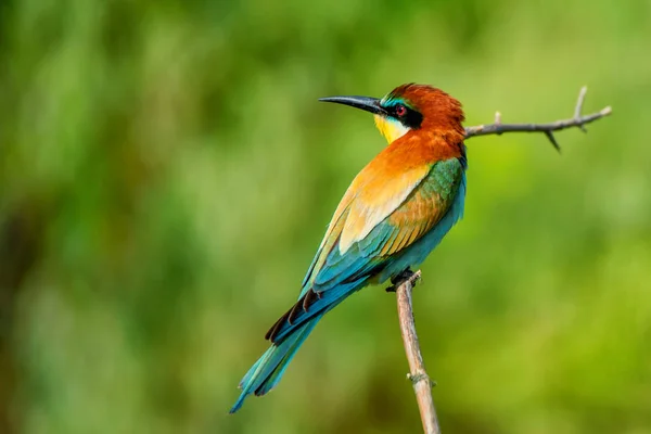 Egzotik renkli tropikal kuş — Stok fotoğraf