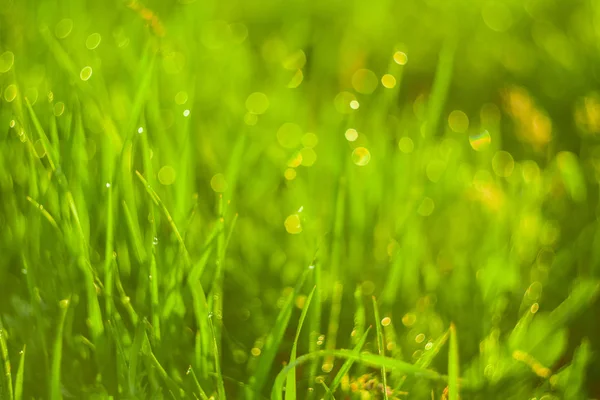 Grama verde e gotas de orvalho da manhã — Fotografia de Stock