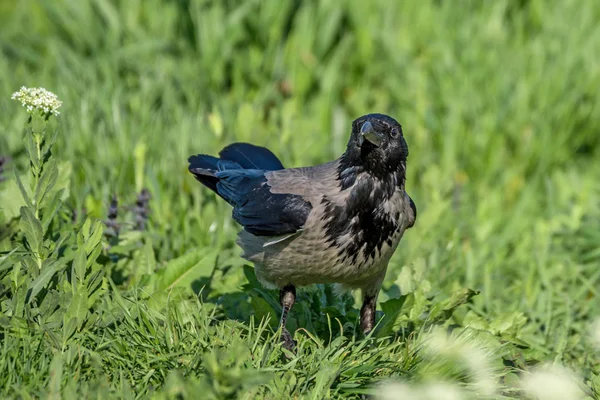 Hooded crow staande op veld — Stockfoto