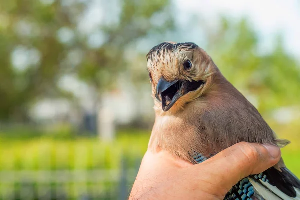 Ornithologue examine l'oiseau capturé — Photo