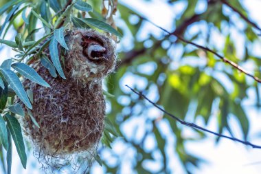 Avrasya çulha veya Remiz pendulinus
