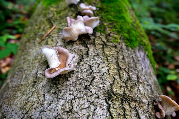 Polypore mushroom on tree trunk — Stock Photo, Image