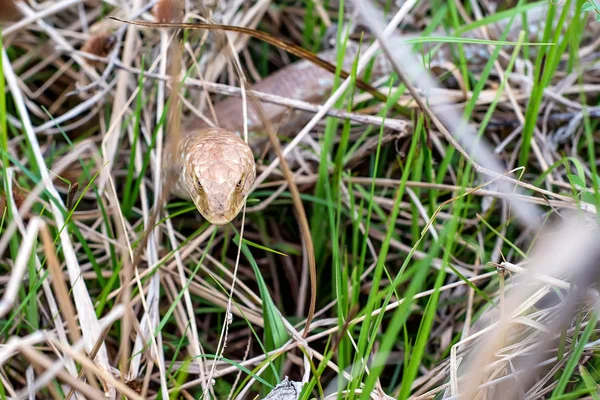 Sheltopusik legless lizard or Pseudopus apodus — Stock Photo, Image