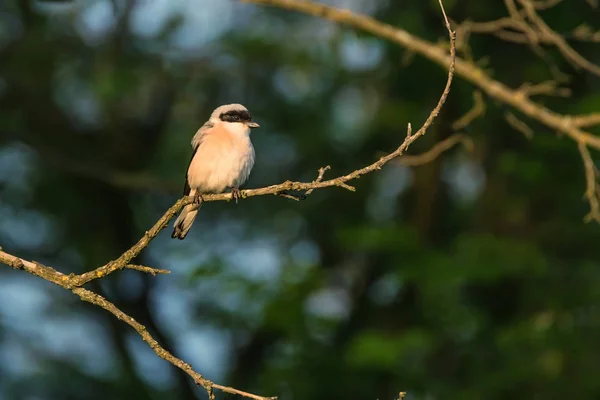 Lesser grey shrike or Lanius minor rests on branch — Stock Photo, Image