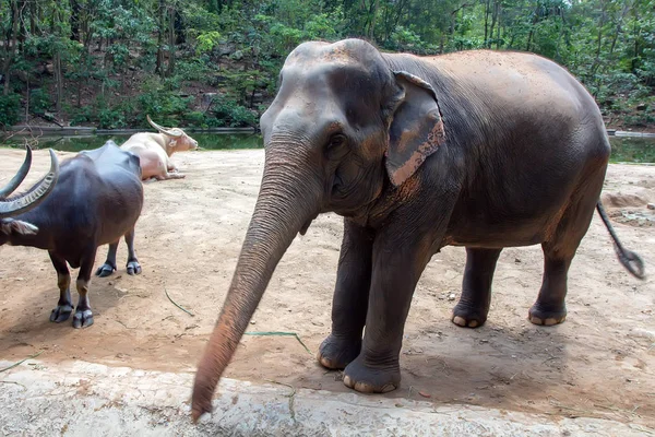 Elefante asiático o elephas maximus en cautividad — Foto de Stock