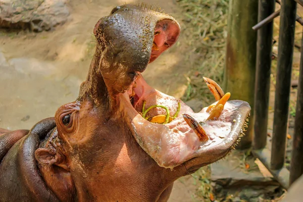 Primer plano del hipopótamo con los machos abiertos — Foto de Stock