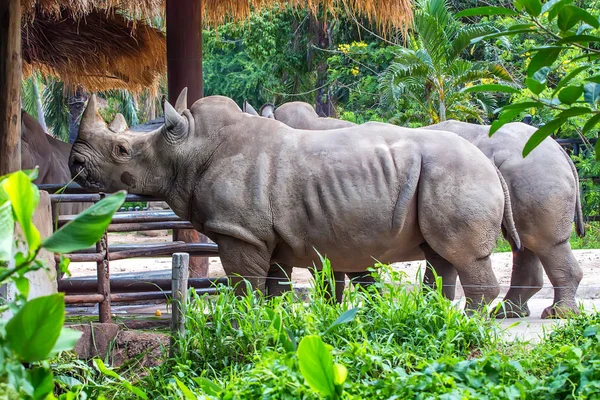 Balení bílého nosorožce v zajetí — Stock fotografie