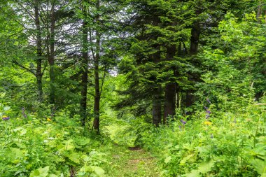 Doğal yeşil orman ağaçlarına yaz panoraması