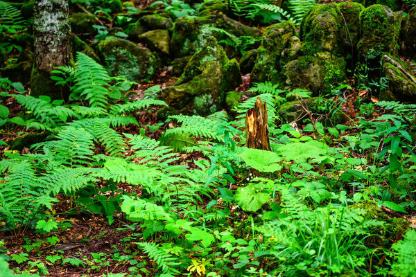 Scenic panorama of green forest thicket in summer