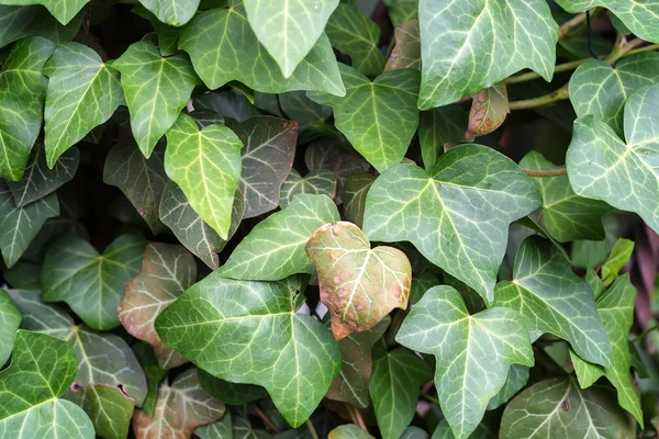 Ortak Ivy yakın çekim doku