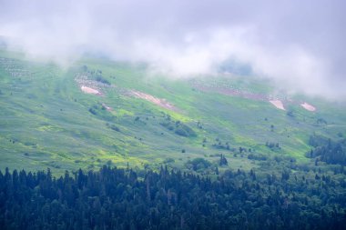 Karlı ve ormanlı dağ manzarası
