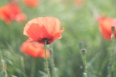 Vahşi haşhaş alanla bahar