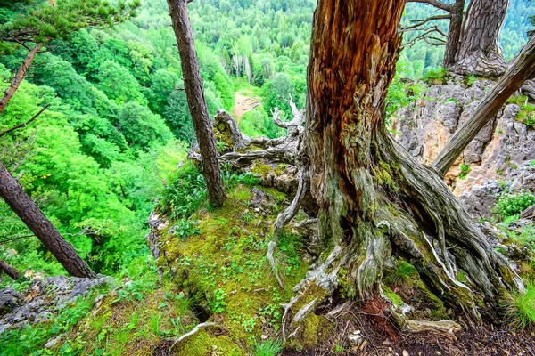 山の森林と風光明媚な風景 — ストック写真