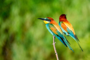 Egzotik renkli tropikal kuşlar bee-eaters çifti