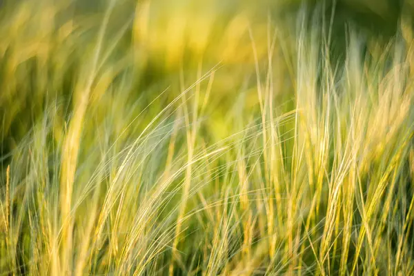 在草原的风中摇曳的银羽草 — 图库照片