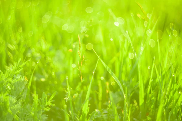 Grama verde e gotas de orvalho da manhã — Fotografia de Stock