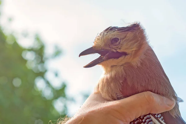Ornitólogo examina el ave capturada — Foto de Stock